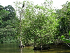 Pelliciera rhizophorae