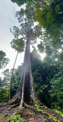 Shorea acuminatissima observed 2024-12-18