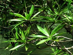 Pelliciera rhizophorae