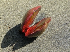 Pelliciera rhizophorae