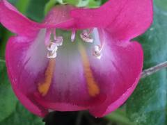 Lophospermum erubescens