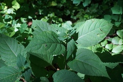 Collinsonia canadensis