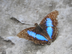 Doxocopa laurentia cherubina