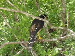 Micrastur semitorquatus