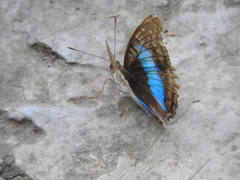 Doxocopa laurentia cherubina