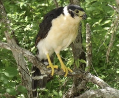 Micrastur semitorquatus