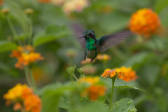 Chlorostilbon assimilis