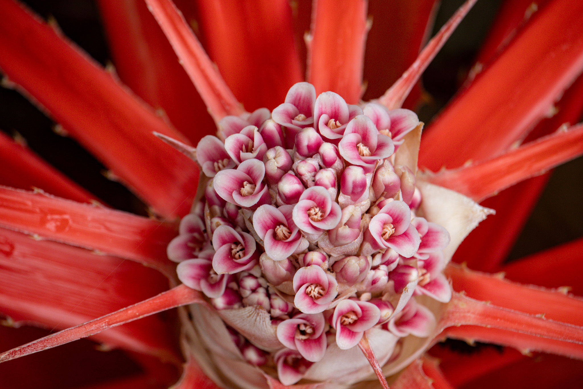 Bromelia balansae