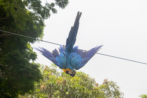 Blue-and-yellow Macaw