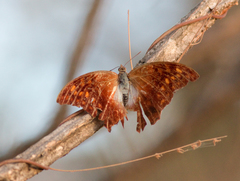 Charaxes fulvescens