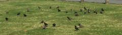 Sturnus vulgaris
