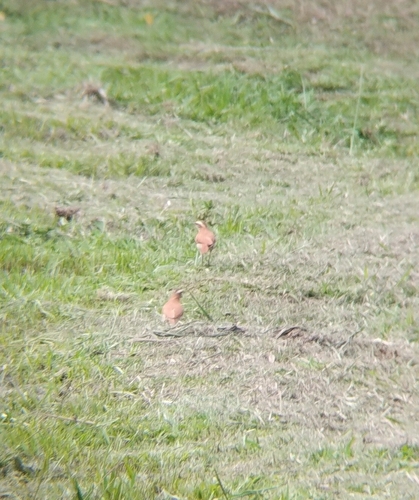 Wing-banded Hornero