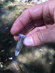 Pseudopediastrum boryanum