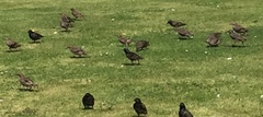Sturnus vulgaris