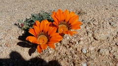 Gazania leiopoda