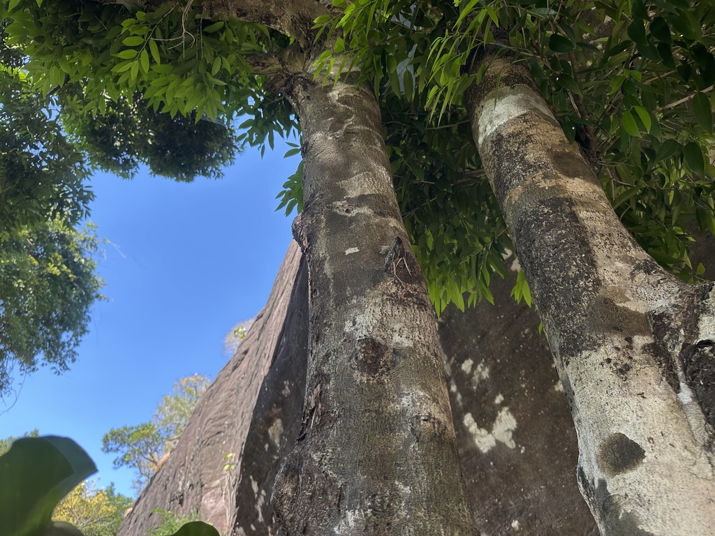 Indochina ebony