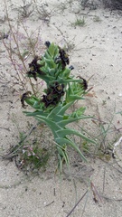 Ferraria foliosa