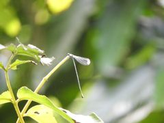 Pseudostigma aberrans