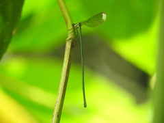 Pseudostigma aberrans