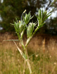 Sporobolus minuartioides