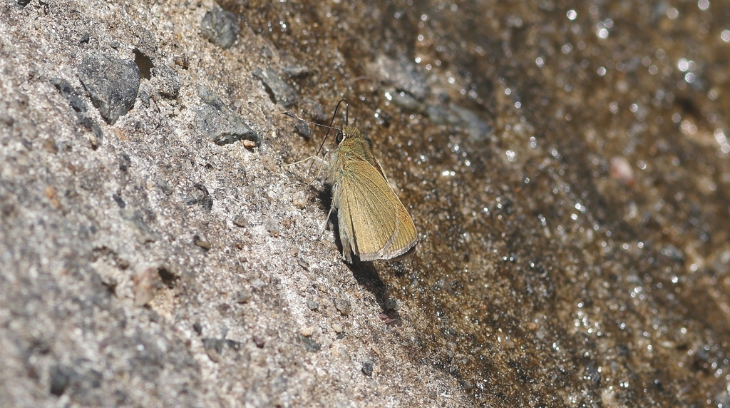 Bevan's Swift