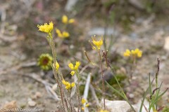 Descurainia sophioides