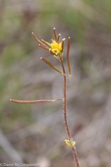 Descurainia sophioides