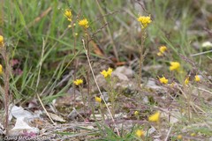 Descurainia sophioides