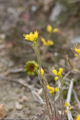 Descurainia sophioides