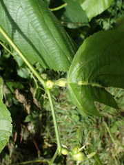 Contarinia tiliarum