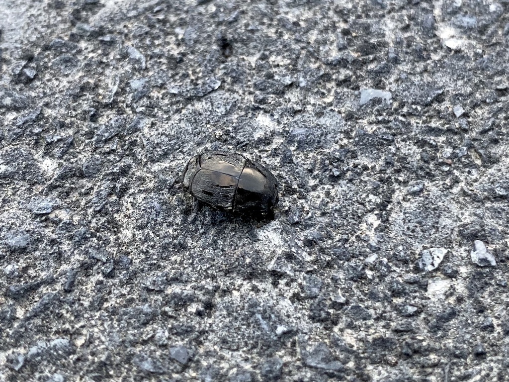 Zabromorphus