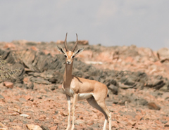 Gazella arabica
