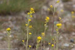 Descurainia sophioides