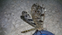 Palpares libelluloides