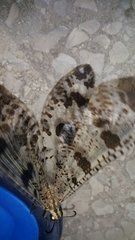 Palpares libelluloides