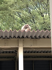 Macaca fuscata fuscata