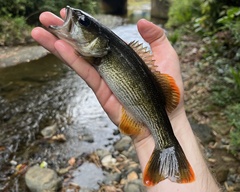 Chattahoochee Bass photo 5