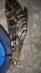 Palpares libelluloides