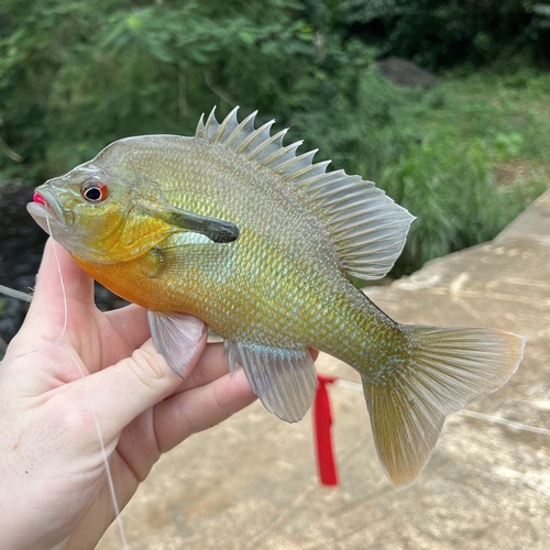 Redbreast Sunfish
