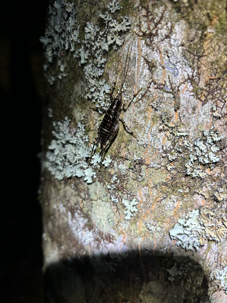 Anoplophilus acuticercus