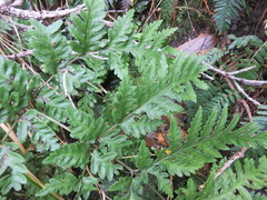Pteris carsei
