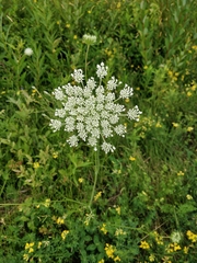 Daucus carota