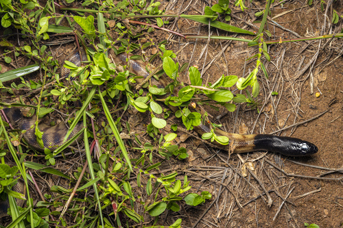Black-headed Python sighting