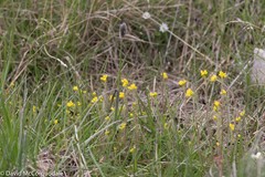 Descurainia sophioides