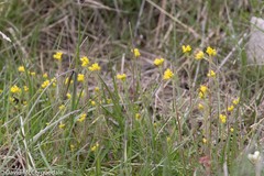 Descurainia sophioides