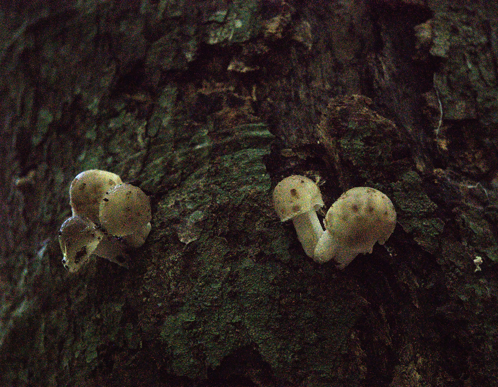 Oudemansiella cubensis · December 2024 · photo: © filipeprates (iNaturalist, cc-by)