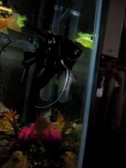 Pterophyllum scalare