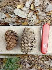 Pinus durangensis