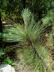 Pinus durangensis