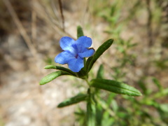 Glandora prostrata lusitanica